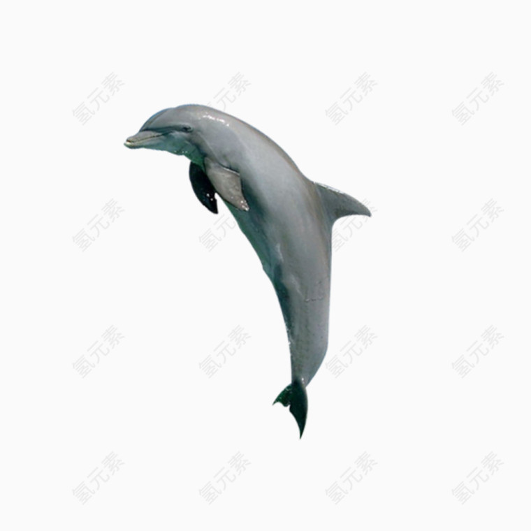 动物海豚