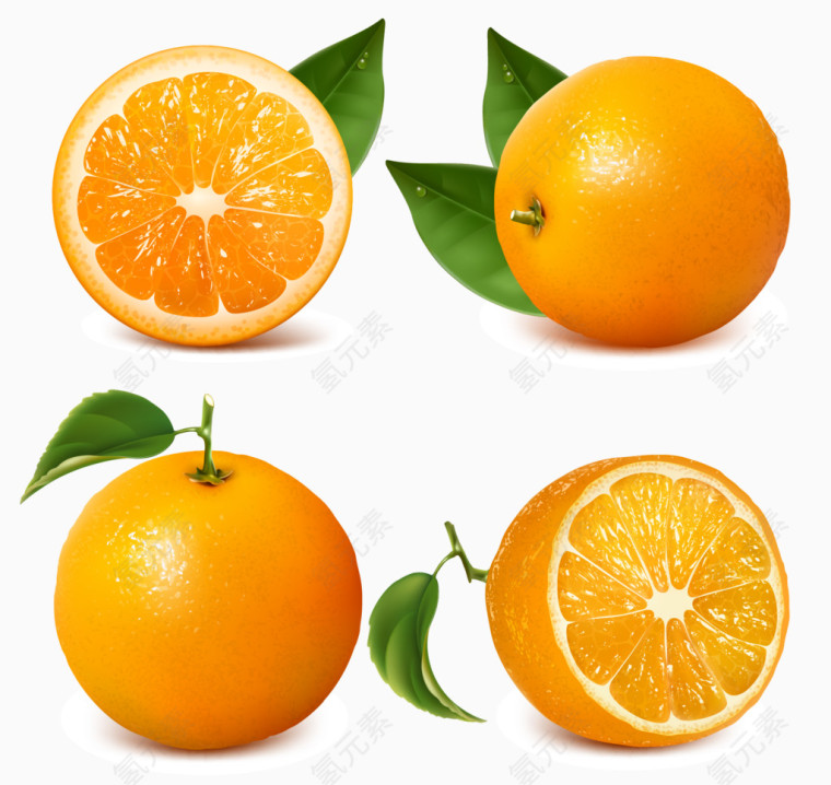 写实橙子矢量素材
