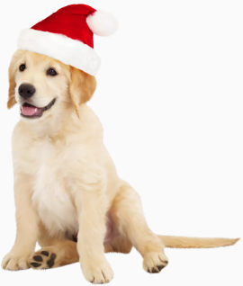 戴着圣诞帽的拉布拉多犬