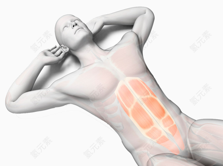 人体腹部肌肉结构