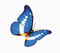 唯美精美蓝色蝴蝶