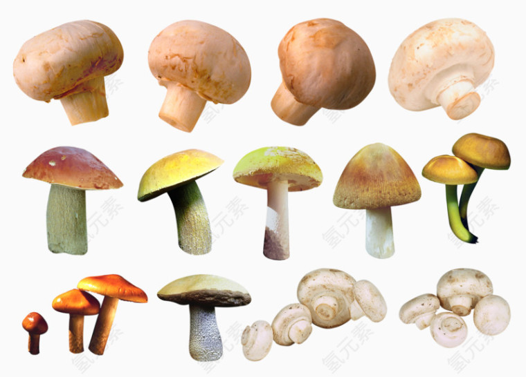 好吃的彩色蘑菇