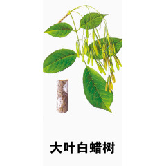 大叶白蜡树