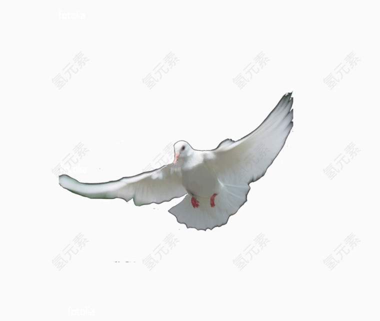 白色的鸽子PNG图片