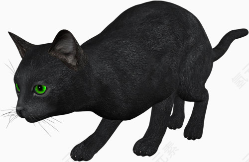 警惕的黑猫