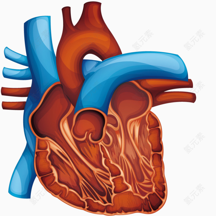 矢量人类内部器官构造