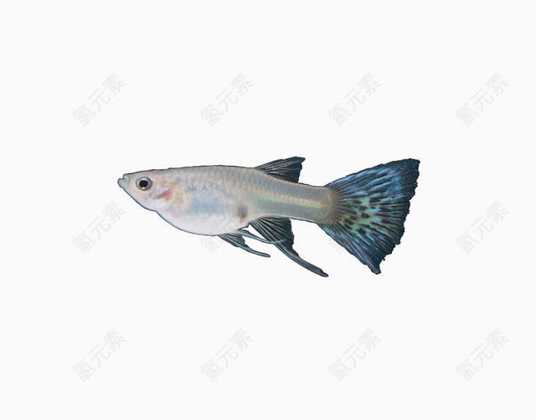 蓝纹尾部鱼
