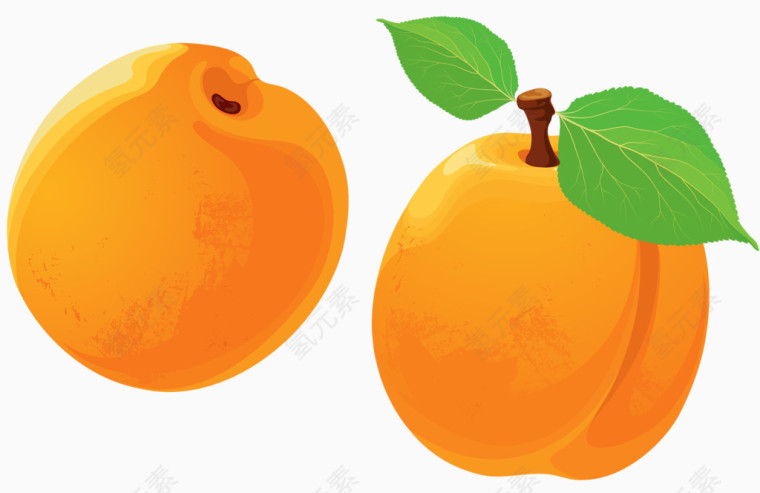 手绘黄杏