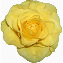灿烂的黄玫瑰