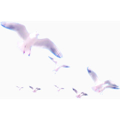 环境渲染飞舞的鸽子