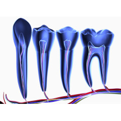 牙齿神经透视图