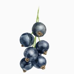 蓝莓果手绘画素材图片