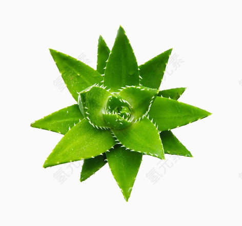 绿色植物芦荟