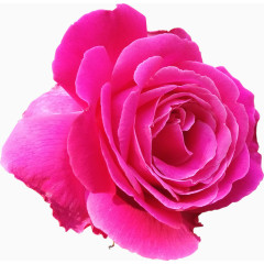 一朵紫红色的玫瑰花