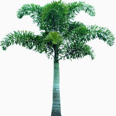 一颗椰树