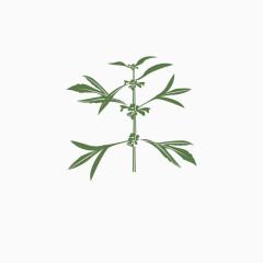 矢量绿色草本植物