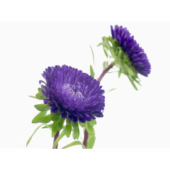 蓝色紫苑属特写