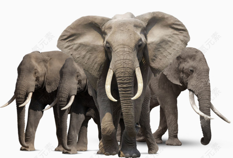 强大魁梧的非洲象家族