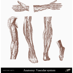 人体手臂腿手脚血管系统分布