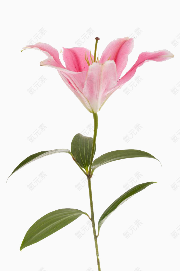 一朵粉色的百合花