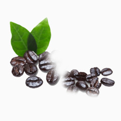 咖啡豆叶子