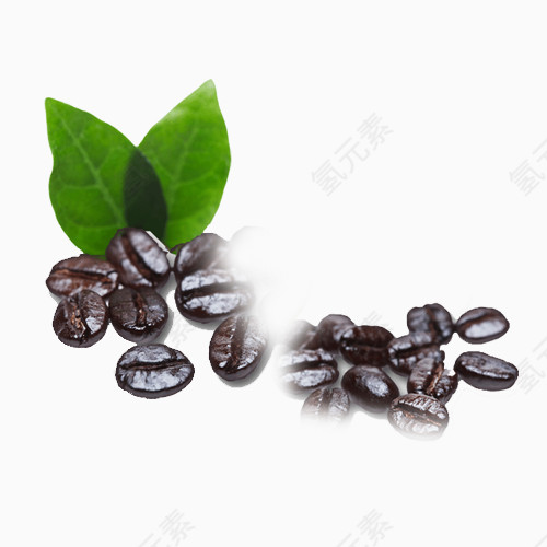 咖啡豆叶子