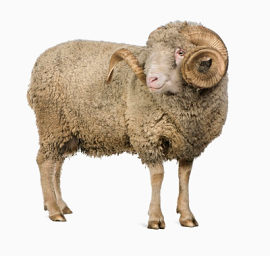 其它品种的羊