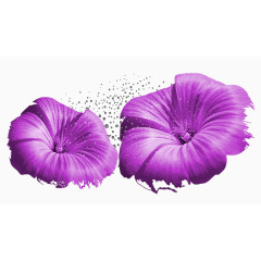 紫色花瓣