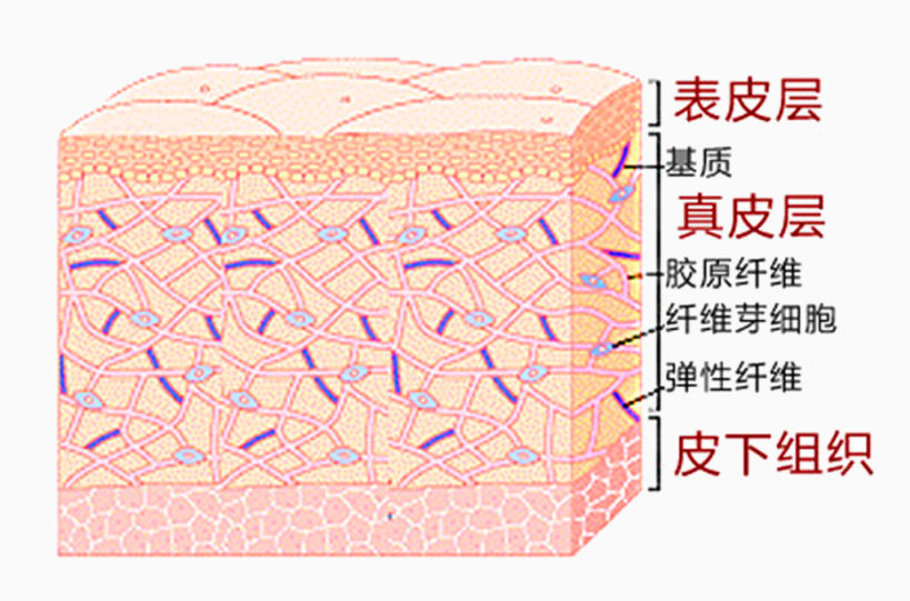 学习专用知识皮肤构成下载