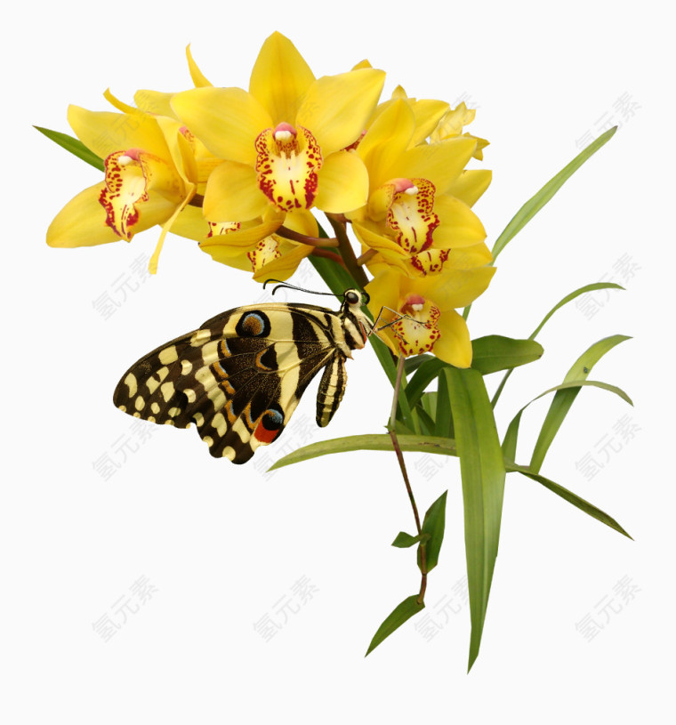 超唯美黄色花朵蝴蝶