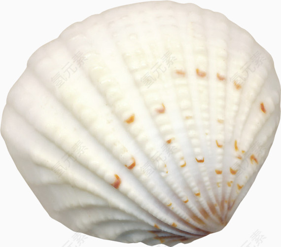 白色贝壳