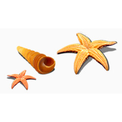 海贝壳海螺海星