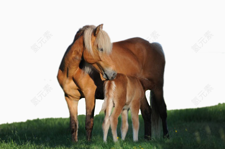 母马和小马