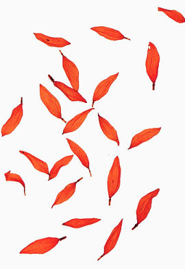 红色叶子装饰