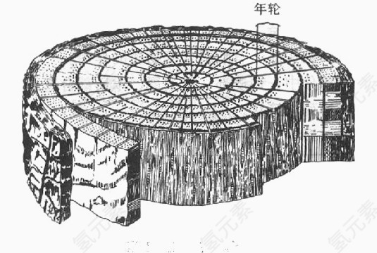 卡通年轮图