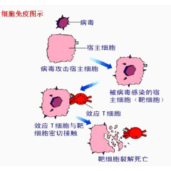细胞免疫图