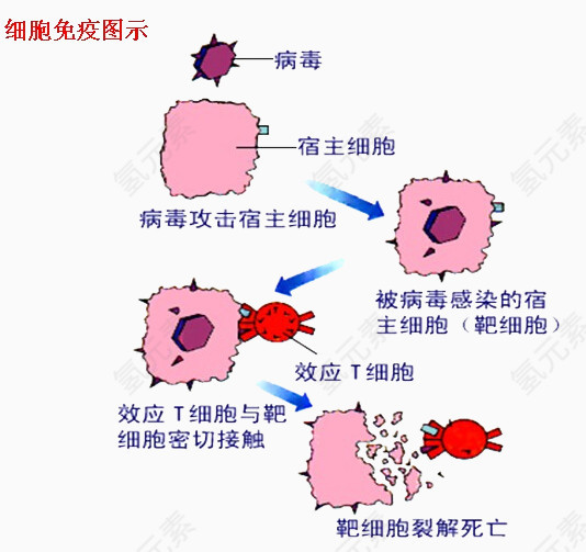 细胞免疫图