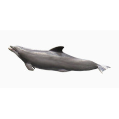 灰色海豚