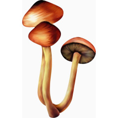 油画蘑菇