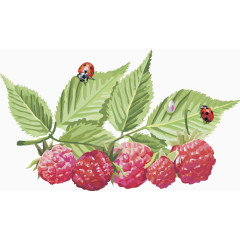 矢量图树莓