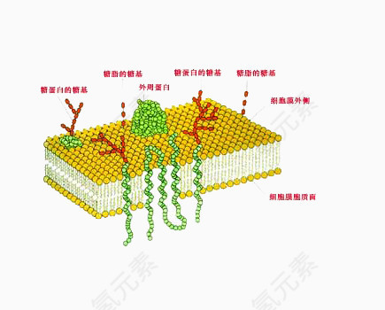 高中生物细胞蛋白质图