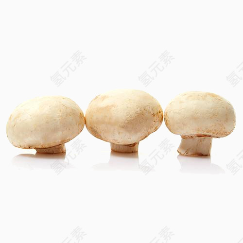 三个口菇