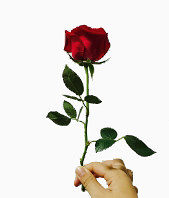 情人节 手握玫瑰 纪念