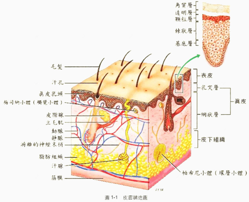 皮肤组织构成图形展示下载
