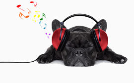 听音乐的狗