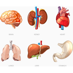 矢量大脑内脏