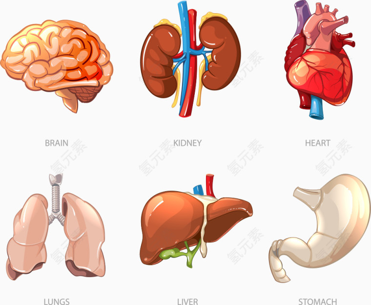 矢量大脑内脏