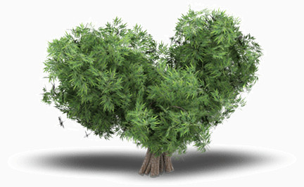 创意爱心心形树木