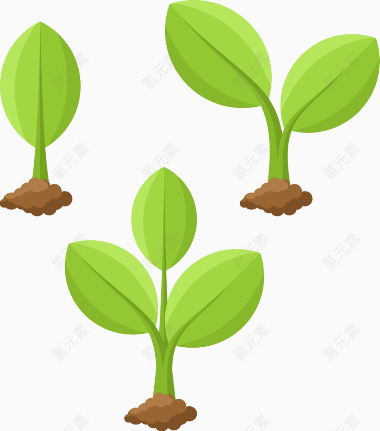 矢量植物成长过程插图