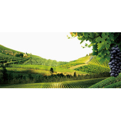 葡萄酒庄园景观图